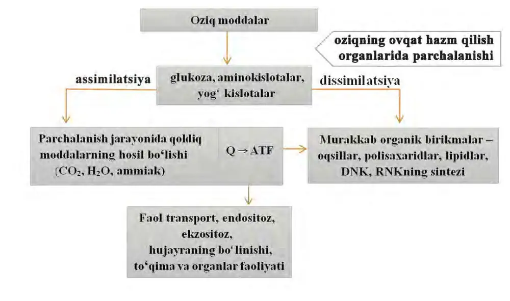 21-rasm. Plastik va energiya almashinuvida sodir bo‘ladigan o‘zgarishlar.