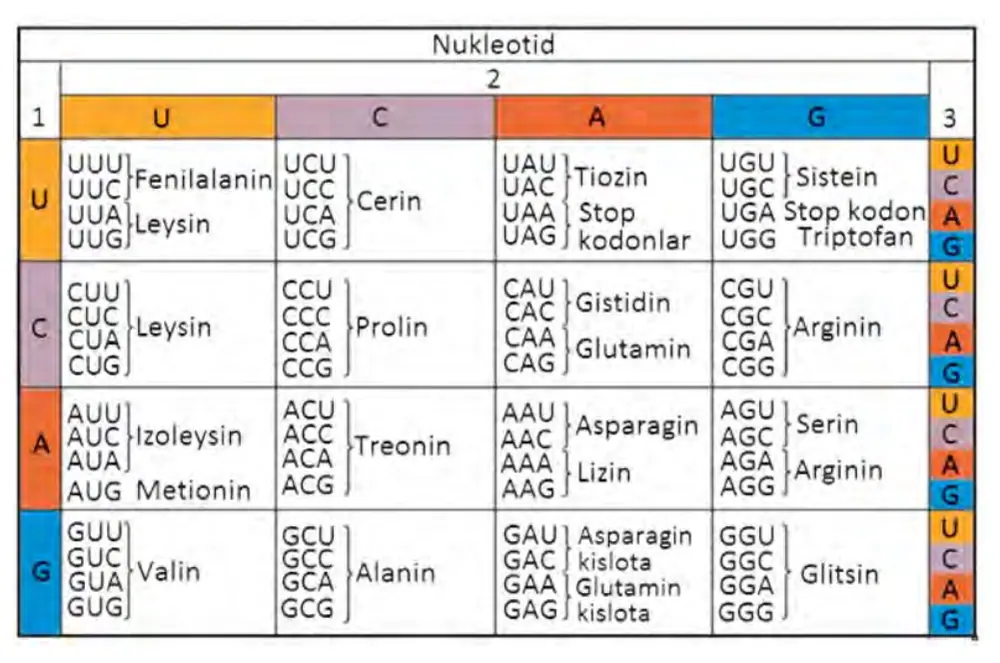 25-rasm. Genetik kod. Izoh: AUG – start kodon; UAA, UAG, UGA teminator – stop kodonlar.