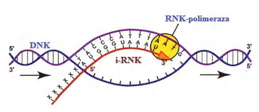 26-rasm. Transkripsiya.