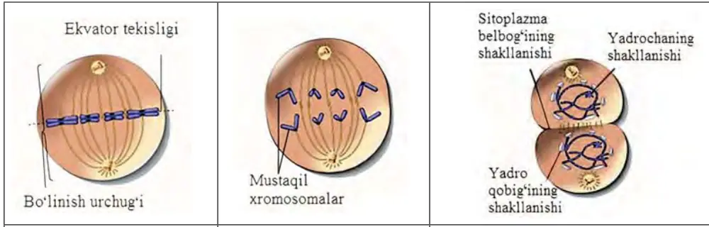 30-rasm. Mitoz bosqichlari.