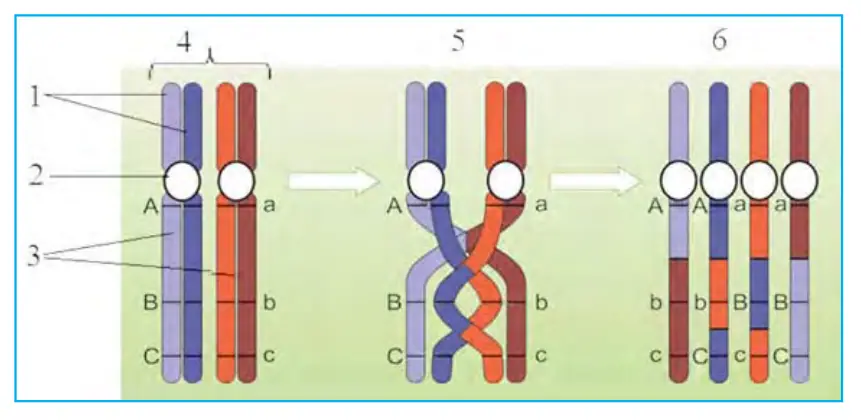 31-rasm. Krossingover jarayoni. 1 – xromatidalar; 2 – sentromera; 3 – gomologik xromosomalar; 4 – konyugatsiya jarayonida xromatidalar tetradasi; 5 – krossingover jarayoni; 6 – krossover xromosomalar.