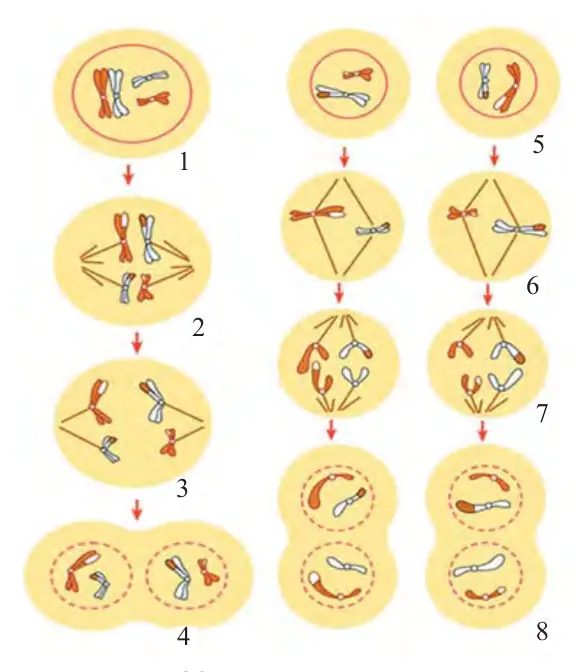 32-rasm. Meyoz. 1 – profaza I; 2 – metafa za I; 3 – anafaza I; 4 – telofaza I; 5 – profaza II; 6 – metafaza II; 7 – anafaza II; 8 – telofaza II.