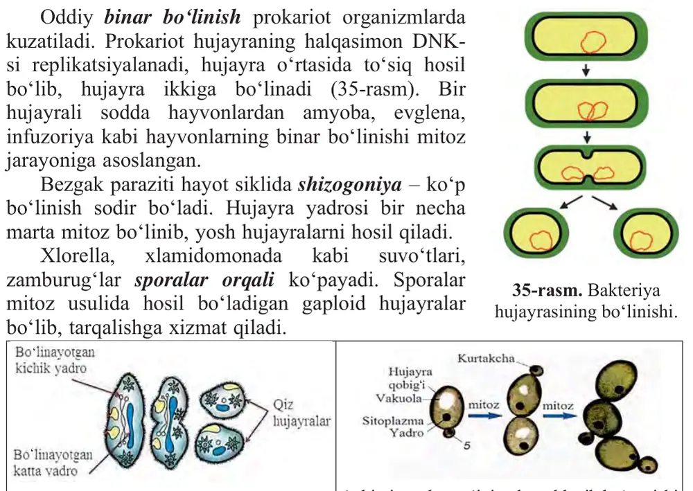 35-rasm. Bakteriya hujayrasining bo‘linishi.