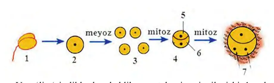 38-rasm. Urug‘li o‘simliklarda erkaklik gametalarning rivojlanishi. 1 – changchi; 2 – mikrosporotsit hujayra; 3 – mikrosporalar; 4 – chang donasi; 5 – vegetativ hujayra; 6 – generativ hujayra; 7 – spermiylar.