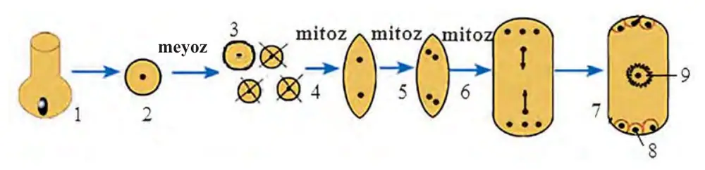 39-rasm. 1 – urug‘chi; 2 – megasporotsit hujayra; 3 – megaspora; 4-, 5-, 6 – mitoz bo‘linish; 7 – murtak xalta; 8 – tuxum hujayra; 9 – markaziy hujayra.