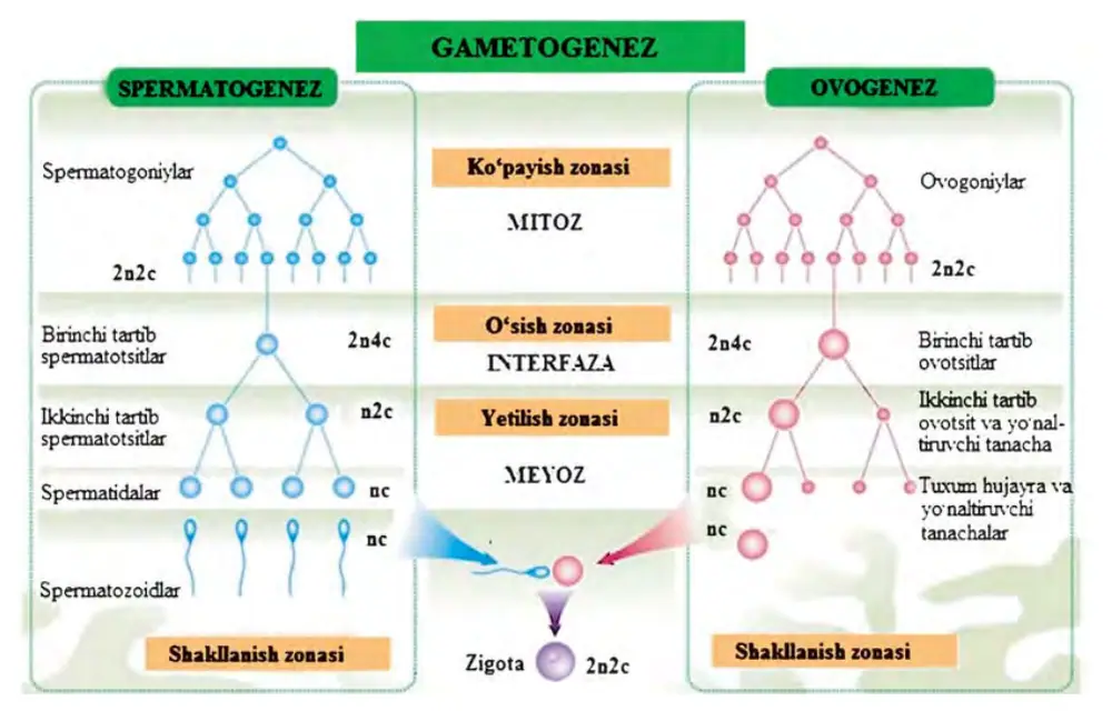 41-rasm. Hayvonlarda gametogenez jarayoni.