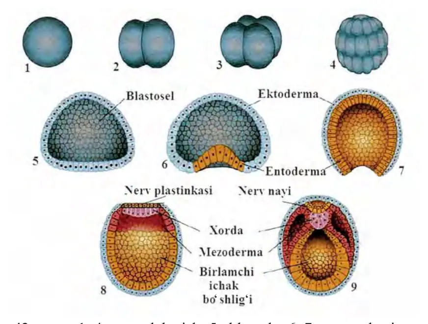 42-rasm. 1–4 – maydalanish; 5 –blastula; 6–7 – gastrulatsiya; 8 – dastlabki organogenez; 9 – organogenez.