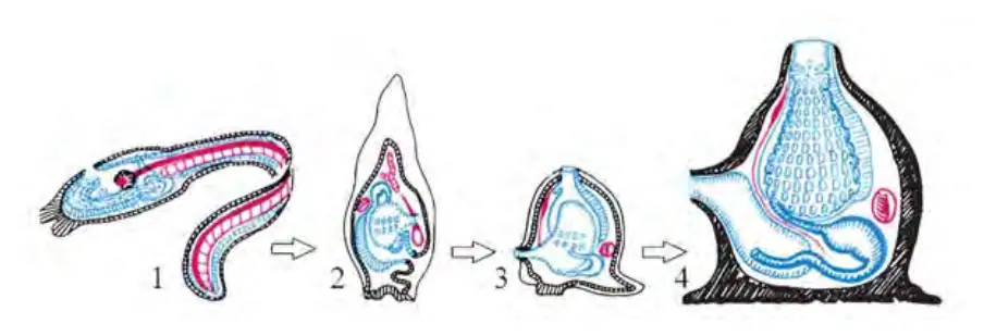 43-rasm. Assidiya metamorfozi. 1 – harakatchan lichinka; 2,3 – o‘troq hayot kechirish bilan bog‘liq metamorfoz; 4 – voyaga yetgan assidiya.