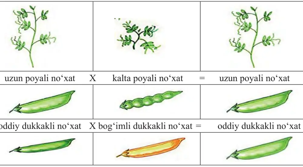 44-rasm. Xushbo‘y no‘xat o‘simligining G. Mendel tomonidan o‘rganilgan belgilari.