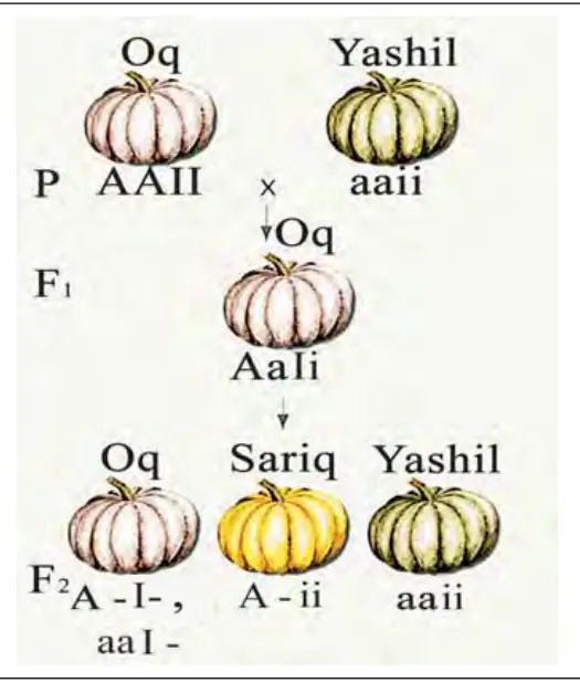 55-rasm. Genlarning o‘zaro 12:3:1 nisbatda epistatik ta’siri.