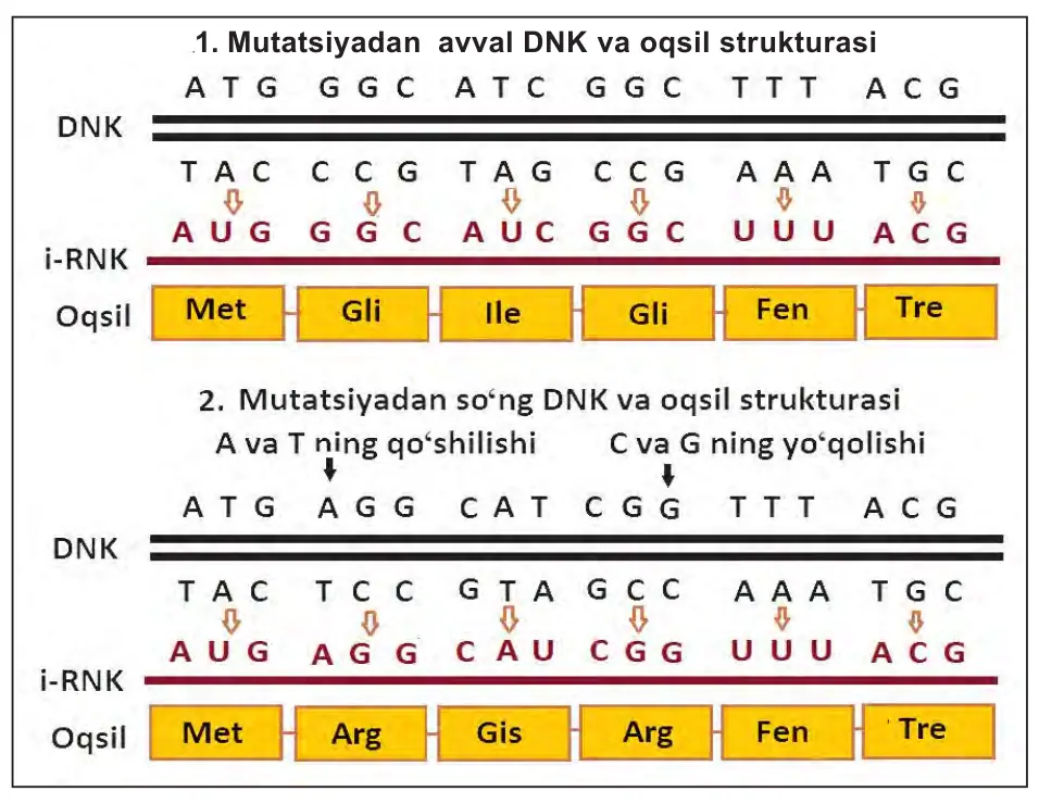 57-rasm. Gen mutatsiyasi. 1 – mutatsiyadan avval DNK va oqsil strukturasi; 2 – mutatsiyadan so‘ng DNK va oqsil strukturasi.