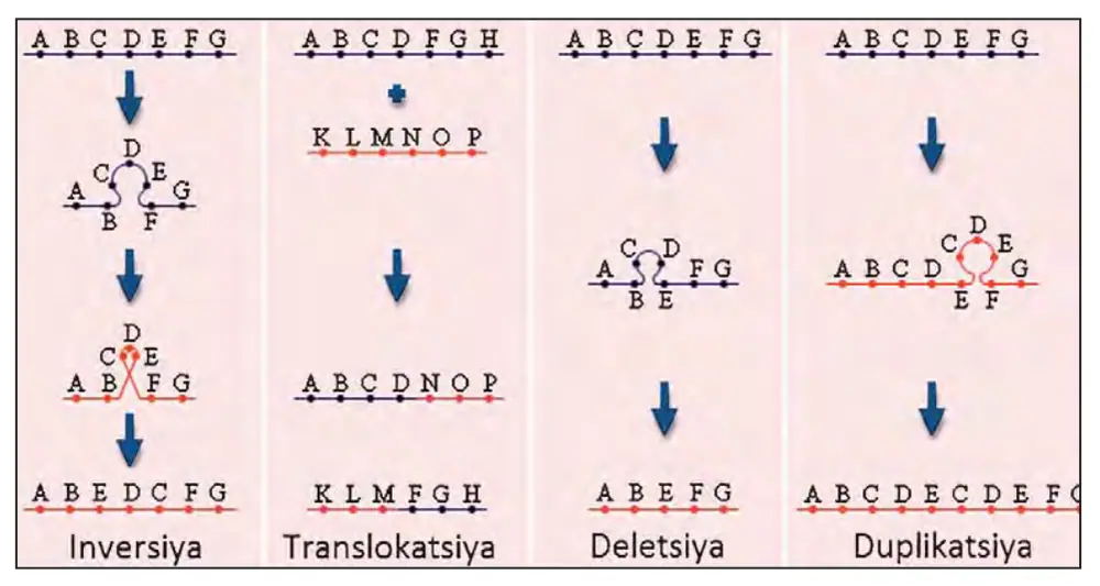 58-rasm. Xromosoma mutatsiyalari. (Alifboning har bir harfibitta gen deb olingan).
