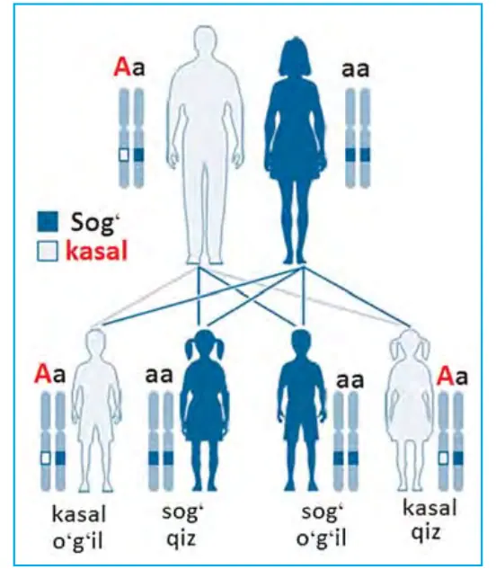 60-rasm. Autosomadagi dominant genning irsiylanishi.