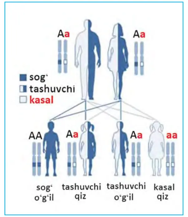 61-rasm. Autosomadagi retsessiv genning irsiylanishi.