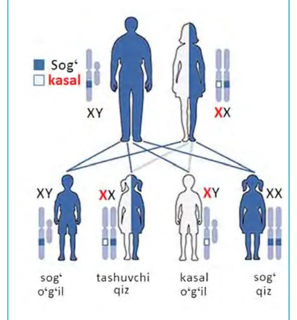 62-rasm. X – xromosomadagi retsessiv genning irsiylanishi.