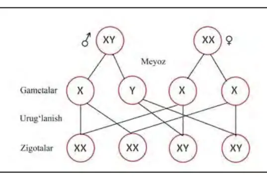 63-rasm. Erkak va ayollarda meyoz jarayonida xromosomalarning hujayralarga normal taqsimlanishi.