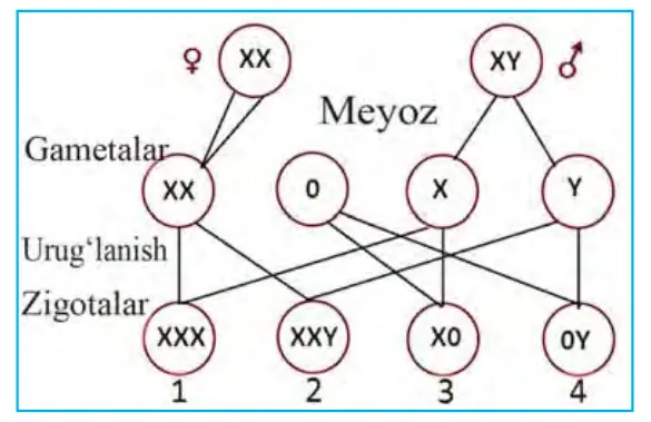 65-rasm. Ayollarda meyoz jarayonida xromosomalarning hujayralarga taqsimlanishi buzilishining oqibatlari: 1 – X trisomiyasi; 2 – Klaynfelter sindromi; 3 – Shereshevskiy-Terner sindromi; 4 – hayotchan emas.