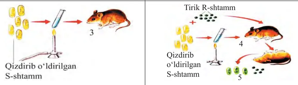 66-rasm. Griffit tajribasi.