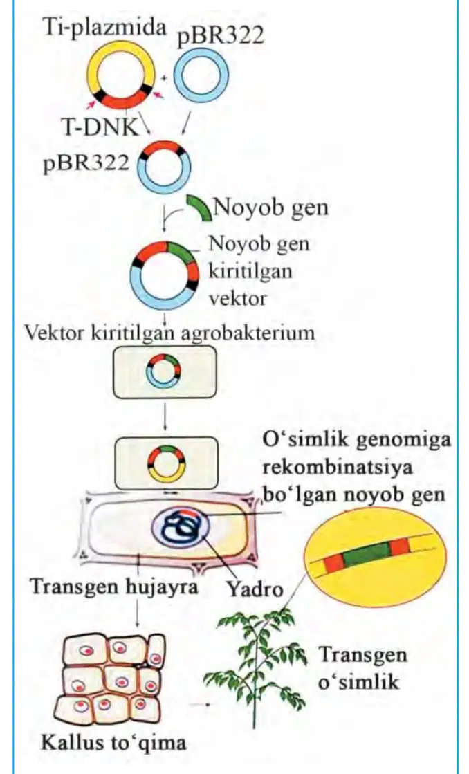 72-rasm. Transgen o‘simlik olish.