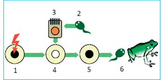 73-rasm. 1 – baqaning yadrosi olib tashlangan tuxum hujayrasi; 2, 3, 4, 5 – yadrosi olib tashlan- gan tuxum hujayraga itbaliq ichak hujayrasi yadrosining ko‘chirib o‘tkazilishi; 6 – yosh baqaning rivojlanishi.
