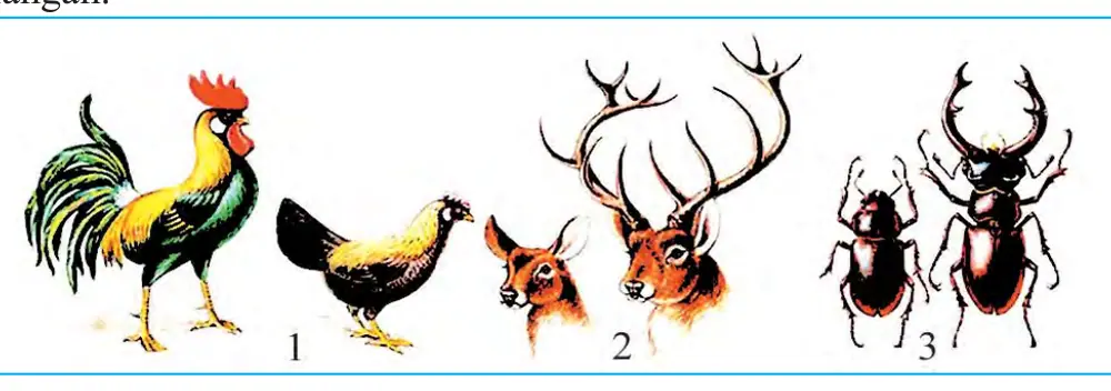 77-rasm. 1 – qushlarda; 2 – sutemizuvchilarda; 3 – hasharotlarda jinsiy dimorfizm.