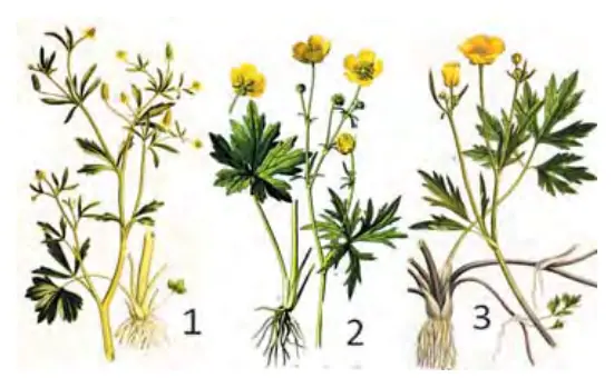 78-rasm. 1 – zaharli ayiqtovon; 2 – achishtiruv- chi ayiqtovon; 3 – sudraluvchi ayiqtovon.