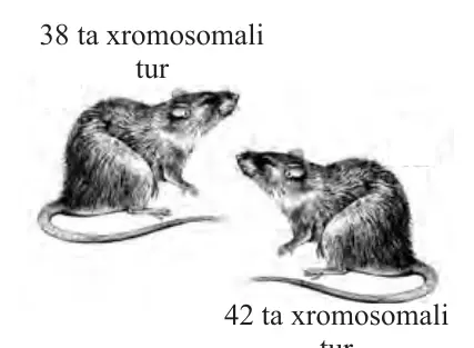 79-rasm. Qora kalamushning qiyo- fadosh turlari.