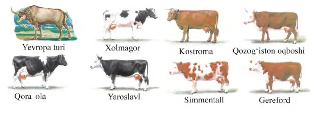 90-rasm. Qoramol zotlari va ularning ajdodi.
