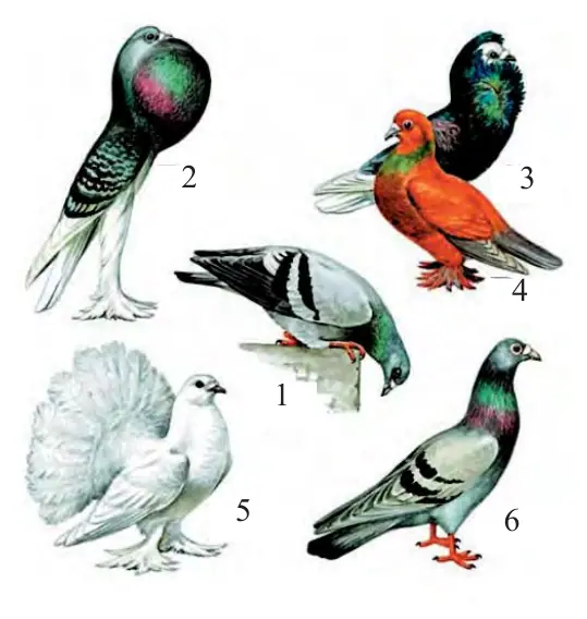 89-rasm. Kaptar zotlari: 1 – yovvoyi ko‘k qoya kaptari; 2 – bo‘qoq kaptar; 3 – yakobin kaptari; 4 – turman; 5 – pochtachi kaptar; 6 – tovus kaptar.