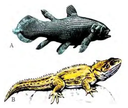 95-rasm. Stabillashtiruvchi tanlanish: A – latimeriya; B – gatteriya.