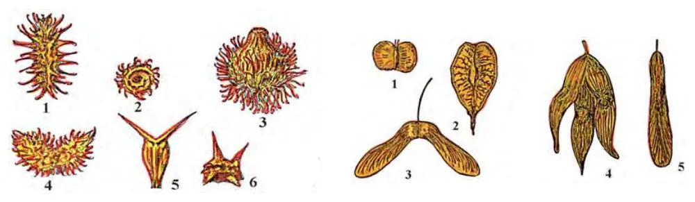 103-rasm. Shamol yordamida tarqaluvchi 102-rasrn. Hayvon va odamlar yordamida tarqaluvhchi mevalar. qanotchali mevalar. 1 – repishka me va si; 2 – ilashuvchi beda 1 – qayin; 2 – qayrag‘och; 3 – zarang; dukkagi; 3 – qa ri qizning «qarmoqli» sa vat- 4 – sassiqdaraxt–aylant; 5 – shumtol. chasi; 4 – qo‘ytikanning tikanli mevasi; 5 – ebalakning sanchuvchi mevasi; 6 – temirtikanning sanchuvchi mevasi.