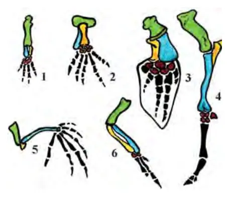 110-rasm. Gomologik organlar.