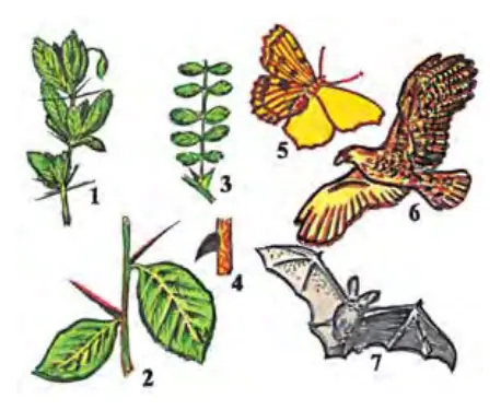111-rasm.Analogik organlar: 1 – zirkning tikani bargning; 2 – do‘lana tikani novdaning; 3 – oq akatsiyaning tikani yon bargning; 4 – may- munjon tikani po‘stloqning o‘zgarishidan hosil bo‘lgan;