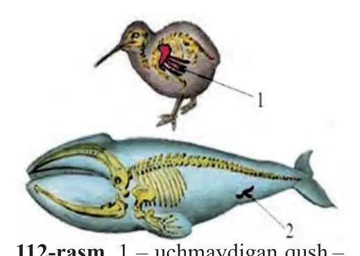 112-rasm.1 – uchmaydigan qush – kivining qanot skeleti suyaklari qoldig‘i; 2 – kitning dumg‘aza va orqa oyoq skeleti qoldiqlari.