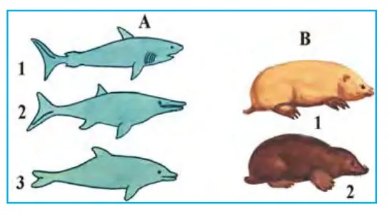 116-rasm. Umurtqalilarning turli sistematik guruhlariga kiruvchi hayvonlarda konvergensiya; A – suvdagi vakillari; 1 – akula: 2 – ixtiozavr; 3 – delfin; B – quruq- likdagi vakillari: 1 – xaltali krot; 2 – oddiy krot.