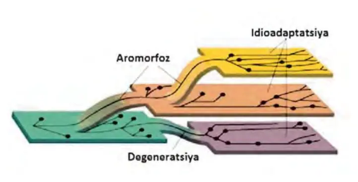 117-rasm. Evolutsion progress ning turli yo‘nalish- lari: aromorfoz, idioadapta- tsiya, umumiy degeneratsiya.