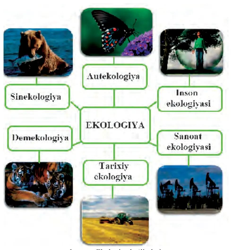 1-rasm. Ekologiya bo‘limlari.