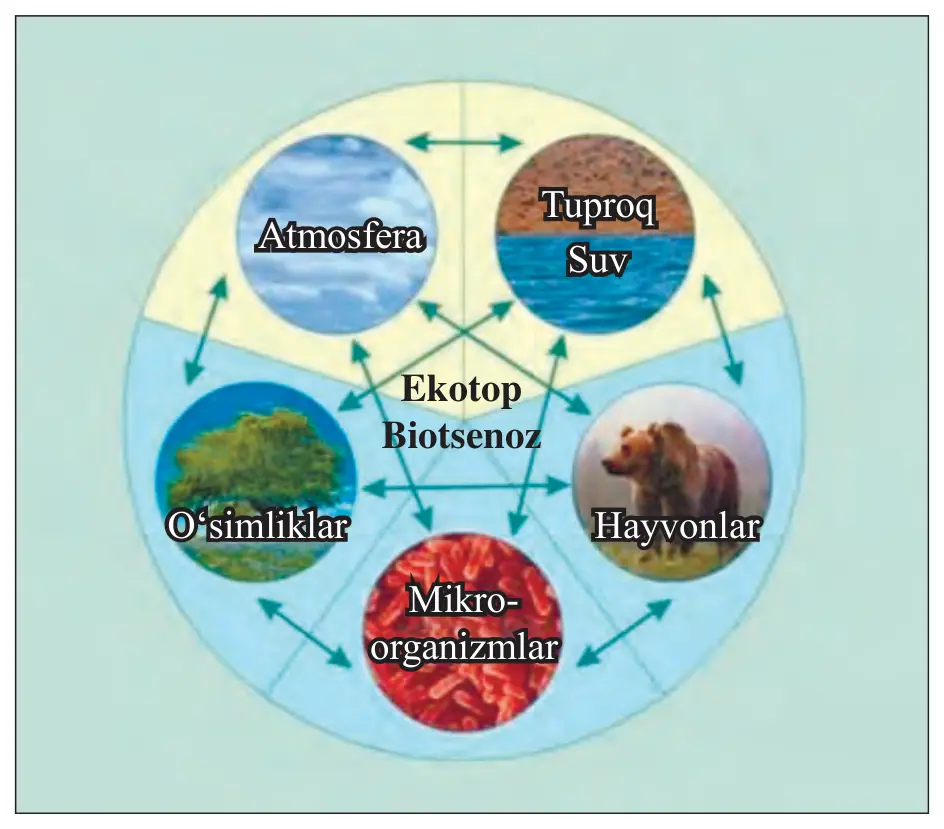 2-rasm. Biogeotsenoz strukturasi (V.N.Sukachev bo‘yicha).