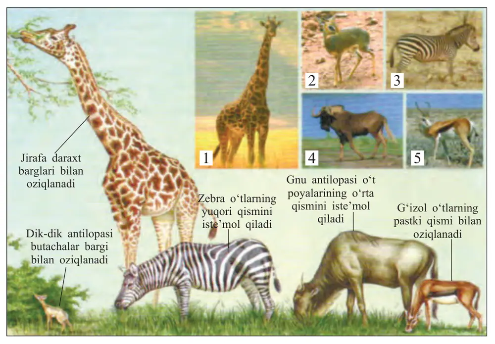 11-rasm. Afrika savannasi o‘txo‘r tuyoqli hayvonlari: 1 – jirafa; 2 – dik-dik antilopa si; 3 – zebra; 4 – gnu antilopasi; 5 – g‘izol. 44