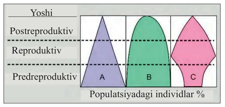 18-rasm. Populatsiyaning yosh tarkibi: A – o‘sib borayotgan populatsiya; B – barqaror populatsiya; C – kamayib borayotgan populatsiya.