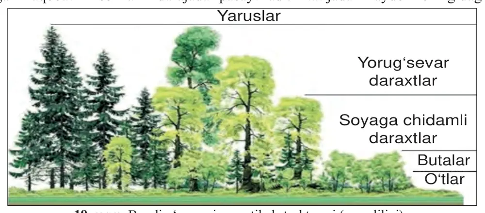 19-rasm. Bargli o‘rmonning vertikal strukturasi (yarusliligi). 87