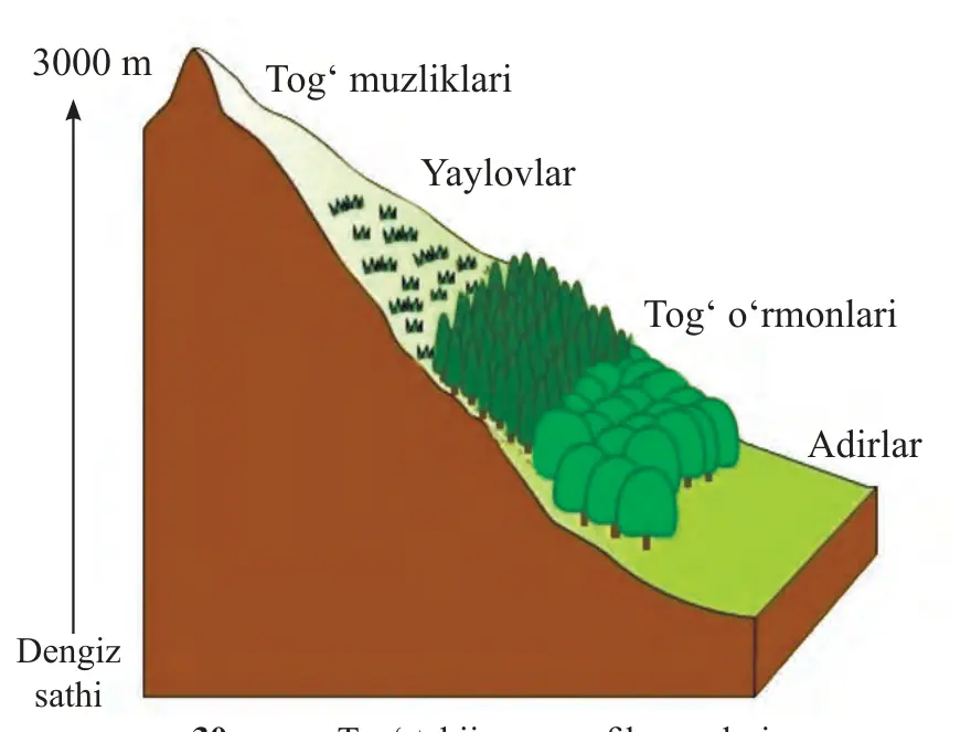 30-rasm. Tog‘ tabiiy geografik zonalari.