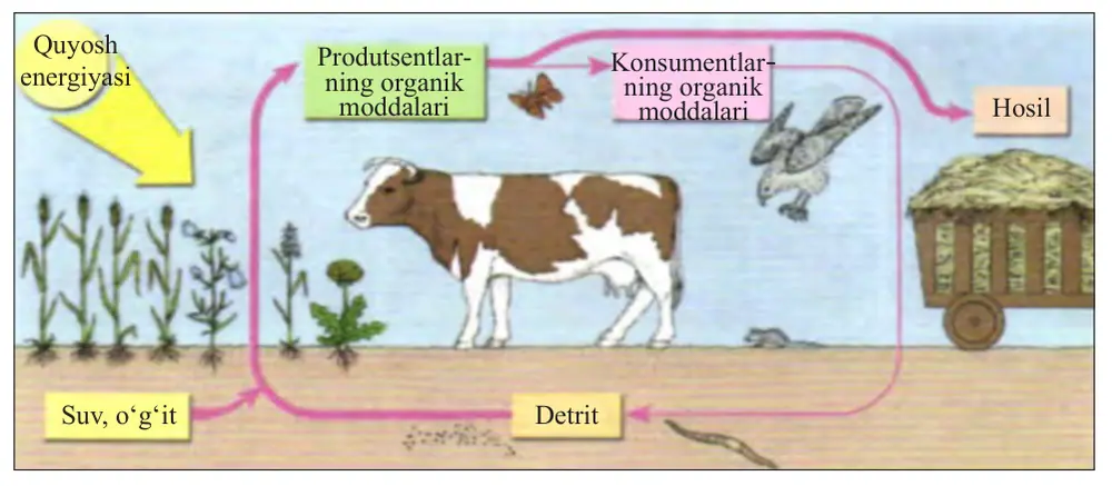 34-rasm. Agroekosistemalarda moddalar va energiya aylanishi. 119
