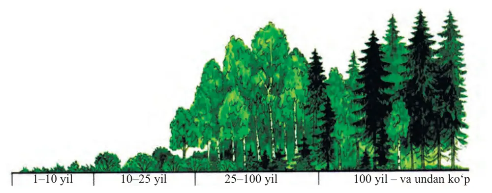 35-rasm. Ignabargli o‘rmon biogeotsenozining tiklanishi. 1–10 yil 10–25 yil 25–100 yil 100 yil – va undan ko‘p