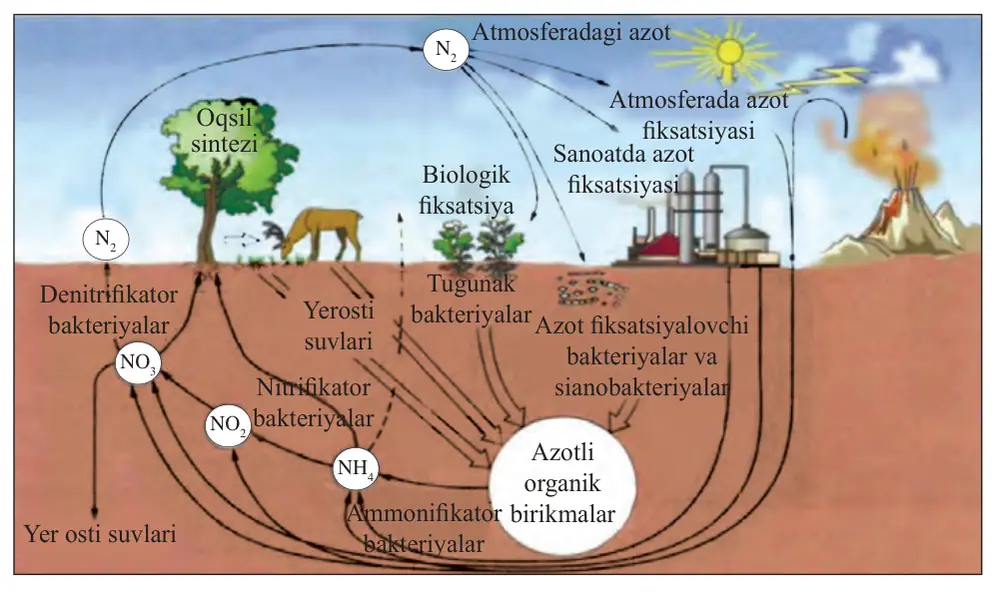 45-rasm. Biosferada azotning davriy aylanishi.