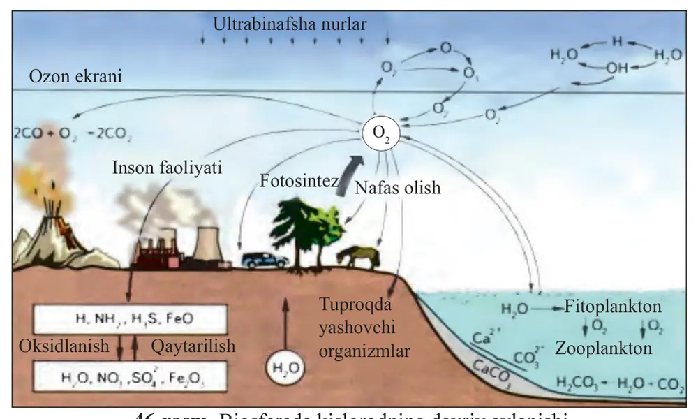 46-rasm. Biosferada kislorodning davriy aylanishi.