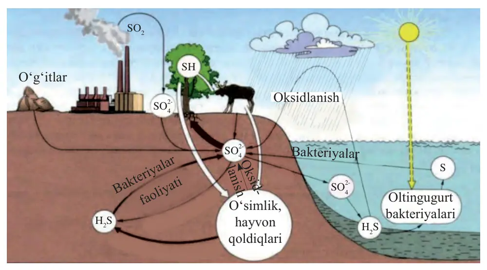 49-rasm. Biosferada oltingugurtning aylanish sxemasi.