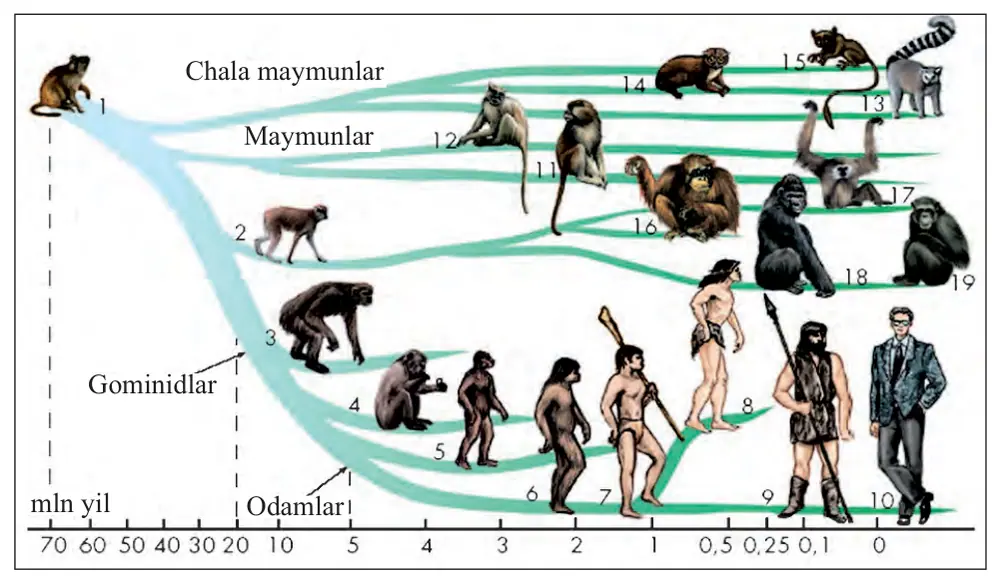 52-rasm. Odam evolutsiyasi. 1 – primatlarning dastlabki ajdodi; 2 – driopitek; 3 – ra mapitek; 4,5 – avstralopitek; 6,7 – Homo erectus (arxantroplar: pitekantrop, sinantrop); 8 – paleoantrop (neandertal); 9 – Homo sapiens (kromanon); 10 – hozirgi zamon odami; 11 – tor burunli maymunlar; 12 – keng burunli maymunlar; 13 – lemurlar; 14 – lori; 15 – keng tovonlilar; 16 – orangutan; 17 – gibbon; 18 – gorilla; 19 – shimpanze.