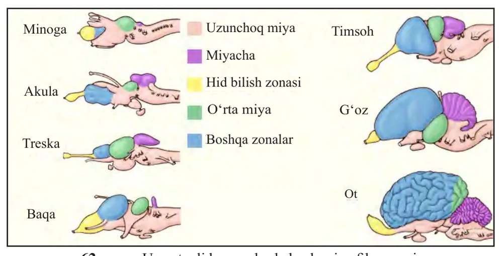62-rasm. Umurtqali hayvonlarda bosh miya filogenezi.