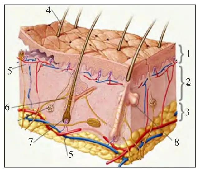 67-rasm. Sutemizuvchilar terisining tuzilishi: 1 – epidermis; 2 – derma; 3 – gipoderma; 4 – soch; 5 – kapillarlar;